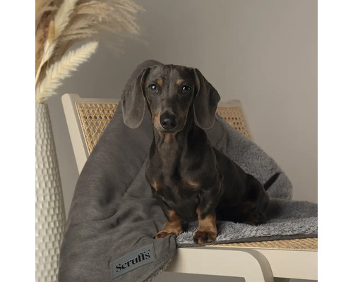 Dackel sitzt auf einem Stuhl mit einer grauen Scruffs-Decke