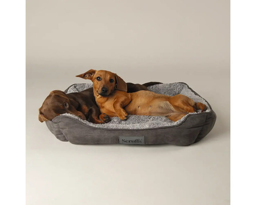 Deux teckels se reposent dans un lit pour chien gris avec un intérieur doux et moelleux.