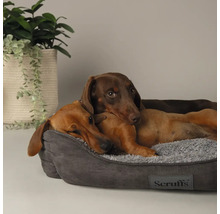 Deux teckels se reposent dans un panier pour chien gris avec le logo Scruffs.