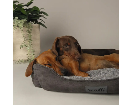 Deux teckels se reposent dans un panier pour chien gris avec le logo Scruffs.