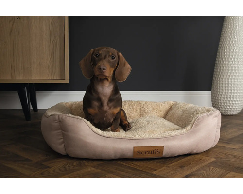 Un teckel est assis dans un panier pour chien Scruffs beige avec une doublure douce.