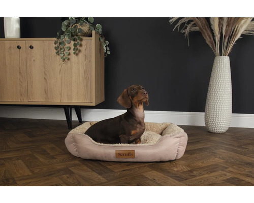 Teckel dans un panier pour chien Scruffs devant une commode et un vase