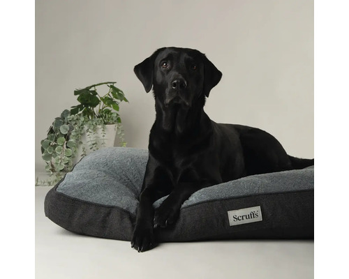 Ein schwarzer Labrador liegt auf einem grauen Hundebett mit dem Scruffs Logo.