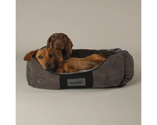 Deux teckels sont allongés dans un lit pour chien Scruffs gris.
