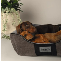 Deux teckels sont couchés dans un lit pour chien gris de la marque Scruffs.