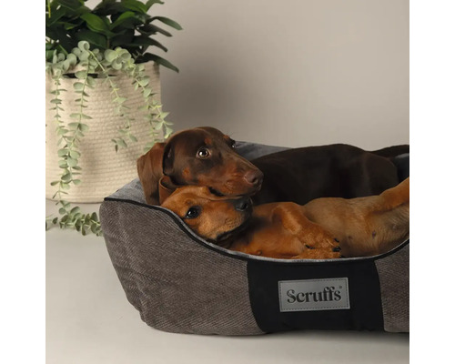 Deux teckels sont couchés dans un lit pour chien gris de la marque Scruffs.