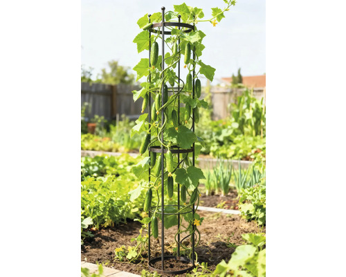 Gurkenpflanze, die an einer Rankhilfe im Garten wächst