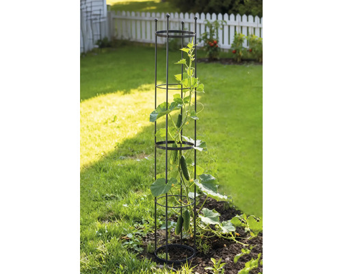 Gartenszene mit einer Rankhilfe und Gurkenpflanze im Gartenbeet.