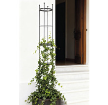 Pflanzkasten mit Rankhilfe und Efeu vor Hauseingang