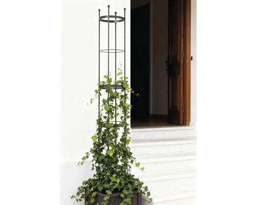 Pflanzkasten mit Rankhilfe und Efeu vor Hauseingang