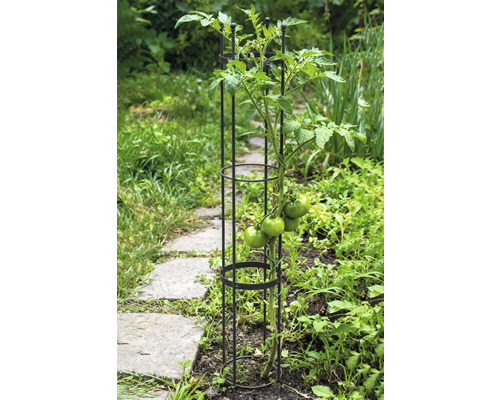 Tomatenpflanze mit Rankhilfe im Gartenbeet