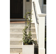 Pflanzkasten mit Rankhilfe und Efeu auf einer Treppe vor einem Haus.