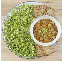 Assiette de ragoût de lentilles, de pousses et de pain