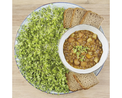 Assiette de ragoût de lentilles, de pousses et de pain