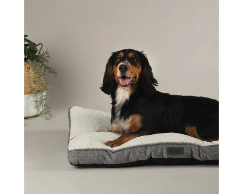 Hund liegt auf einem Hundebett der Marke Scruffs