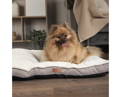 Zwergspitz liegt auf einem Hundebett mit weicher Liegefläche