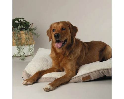 Golden Retriever liegt auf einem rechteckigen Hundebett mit Plüschoberfläche