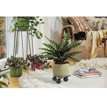 Salon décoratif avec plantes d'intérieur en pots sur un tapis