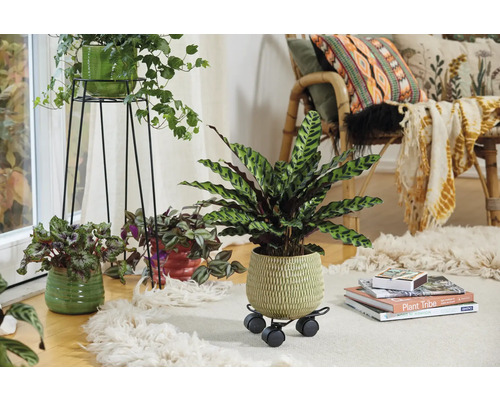 Salon décoratif avec plantes d'intérieur en pots sur un tapis