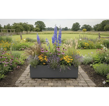 Rechteckiger Pflanzkasten mit verschiedenen Blumen und Gräsern im Garten