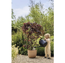 Kind giesst Ahornbaum im Pflanzgefäss am Gaart