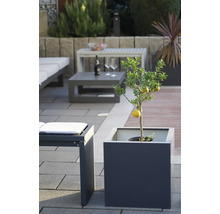 Un citronnier dans un bac à plantes sur une terrasse avec des meubles de jardin.