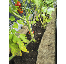 Tomaten und Zucchini wachsen in einem Hochbeet.