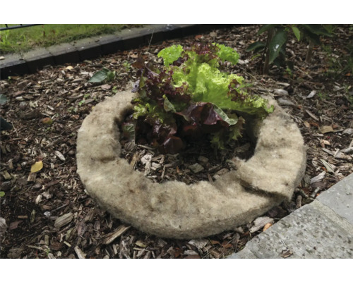 Pflanzring aus Pflanzenfasern mit Salatpflanze im Gartenbeet