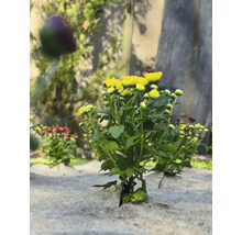 Chrysanthèmes jaunes et rouges sur toile de paillage dans le jardin.