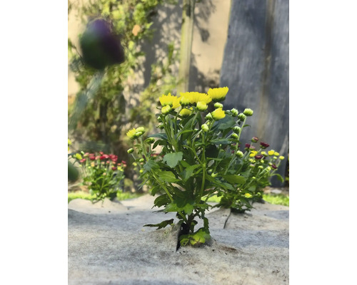 Chrysanthèmes jaunes et rouges sur toile de paillage dans le jardin.