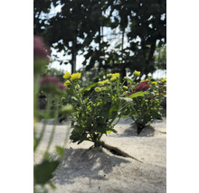 Plant de chrysanthèmes jaunes dans un parterre de jardin.