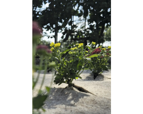 Plant de chrysanthèmes jaunes dans un parterre de jardin.