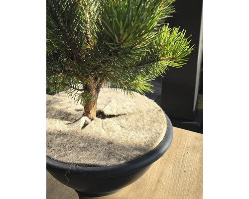 Kiefer Bonsai im Topf mit Abdeckung