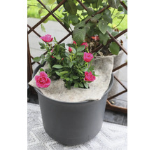 Rose im Topf mit Bewässerungsmatte