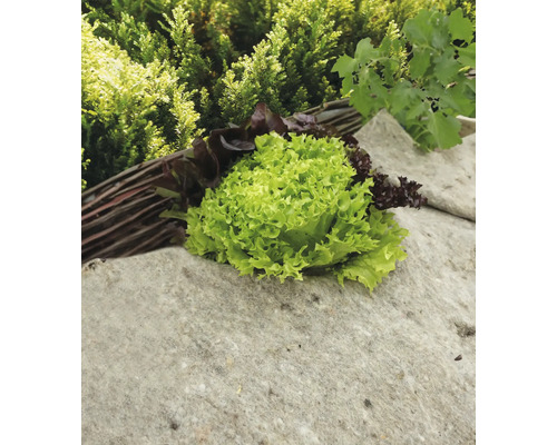 Kopfsalat und Pflücksalat auf einem Steinsockel