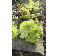 Grüner Salat auf Gartenvlies im Beet