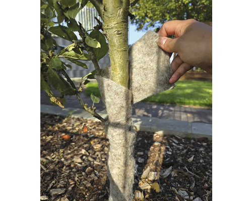 Un tronc d'arbre est protégé du gel avec une protection hivernale.