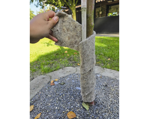 Protection de tronc d'arbre en feutre enroulée autour d'un arbre