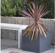 Plante décorative dans un pot carré dans le jardin, à côté d'un banc blanc