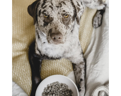 Gesprenkelter Hund liegt neben einer Schüssel mit Hundefutter