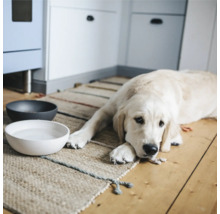 Heller Hund liegt neben gefüllten Futternäpfen auf einem Teppich in einem Raum