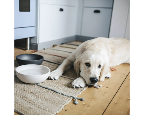 Heller Hund liegt neben gefüllten Futternäpfen auf einem Teppich in einem Raum