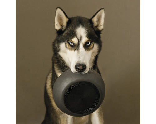 Husky trägt Hundenapf