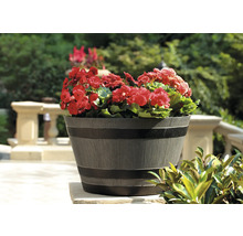 Blumentopf mit roten Begonien auf einer Terrasse