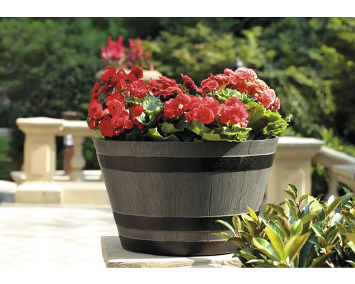 Blumentopf mit roten Begonien auf einer Terrasse