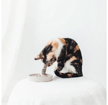 Eine Katze spielt mit einem Futterlabyrinth auf einem Tisch.