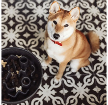 Chien Shiba Inu assis à côté d'un bol d'alimentation interactif noir avec de la nourriture pour chien