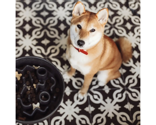 Chien Shiba Inu assis à côté d'un bol d'alimentation interactif noir avec de la nourriture pour chien