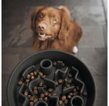 Gamelle avec structure de labyrinthe et nourriture pour chien devant un chien