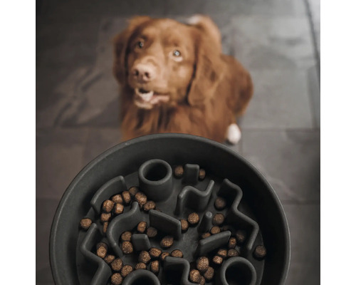 Gamelle pour chien avec nourriture et chien